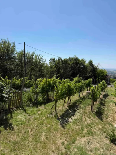 Cantina La Rocchetta di Mondondore: fermentazione spontanea, vini senza fretta e il coraggio di fare le cose come si facevano una volta