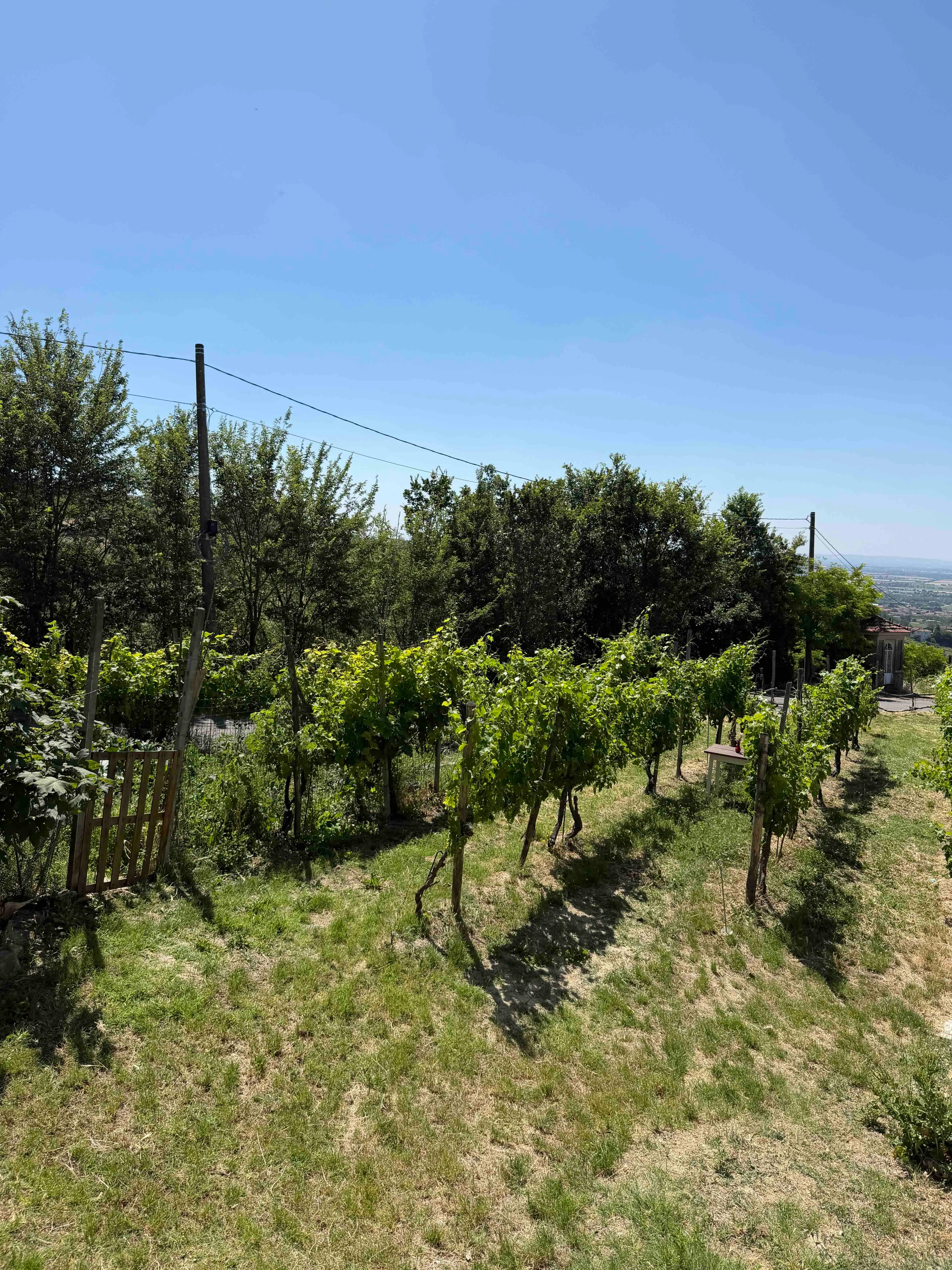 Cantina La Rocchetta di Mondondore: fermentazione spontanea, vini senza fretta e il coraggio di fare le cose come si facevano una volta